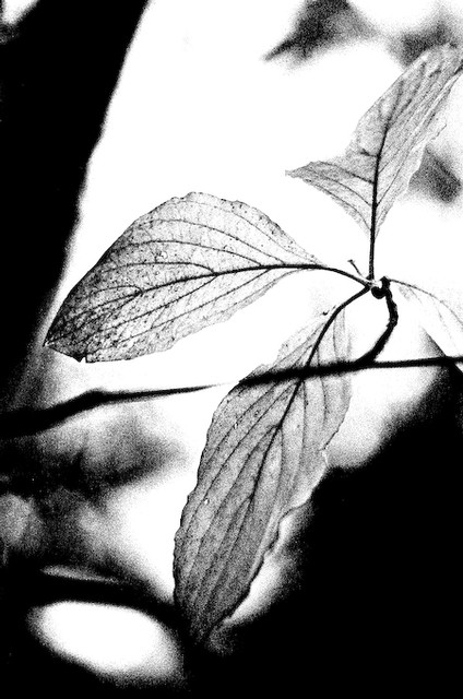 Still life with leaves, Olympic Rain Forest, Washington