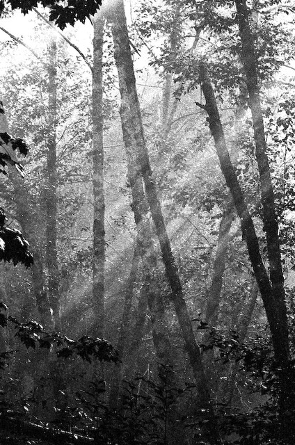 God's-rays in the Olympic Rain Forest, Washington