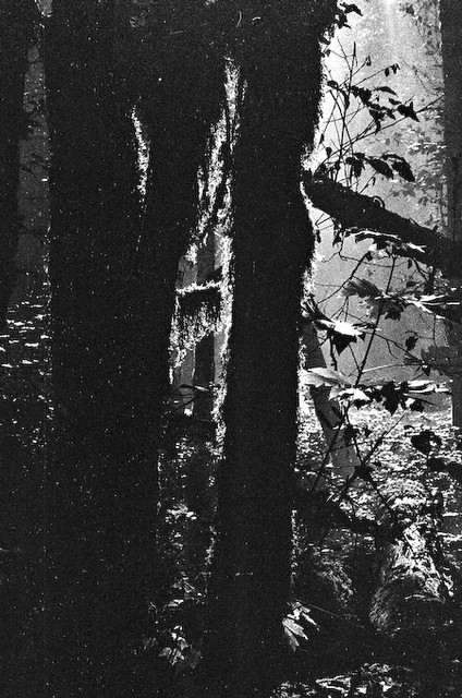 Sun's rays deep in forest, Olympic Rain Forest, Washington