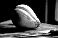 Onion and knife, Steilacoom, Washington
