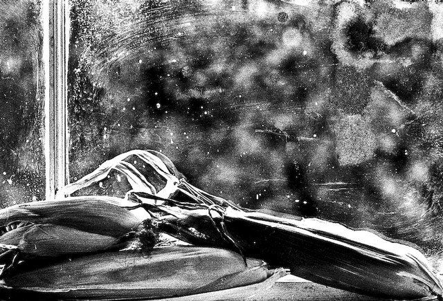 Corn and frosted window in winter (#1), Steilacoom, Washington