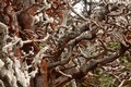 Monterey Cypress, Point Lobos State Natural Reserve, California