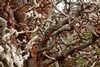 Monterey Cypress, Point Lobos State Natural Reserve, California
