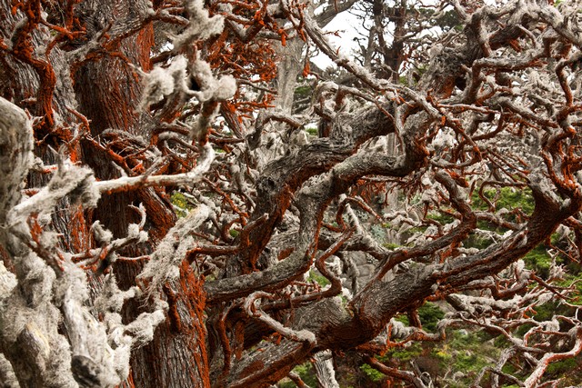 Monterey Cypress, Point Lobos State Natural Reserve, California