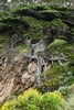 The "Old Veteran" Monterey Cypress, Point Lobos Natural State Reserve, California