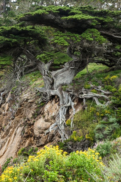 The "Old Veteran" Monterey Cypress, Point Lobos Natural State Reserve, California