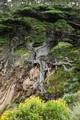 The "Old Veteran" Monterey Cypress, Point Lobos Natural State Reserve, California