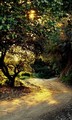 Backroad in the Big Sur, California
