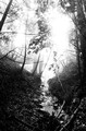 Sun and fog, Big Sur creek (#1, black and white), California