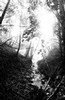 Sun and fog, Big Sur creek (#1, black and white), California