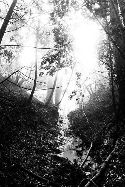 Sun and fog, Big Sur creek (#1, black and white), California