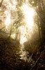 Sun and fog, Big Sur creek (#2, color), California