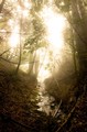 Sun and fog, Big Sur creek (#2, color), California