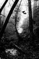Sun and fog, Big Sur creek (#3, black and white), California