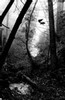 Sun and fog, Big Sur creek (#3, black and white), California