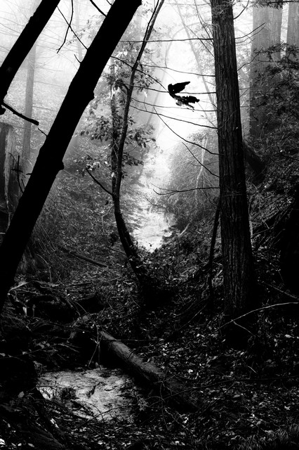 Sun and fog, Big Sur creek (#3, black and white), California