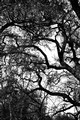 Trees in winter... (#2), Sacramento, California