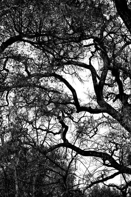 Trees in winter... (#2), Sacramento, California