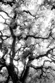 Oak tree in afternoon sun (#1, black and white, vertical), Sonoma County, California