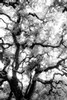 Oak tree in afternoon sun (#1, black and white, vertical), Sonoma County, California