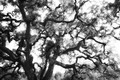 Oak tree in afternoon sun (#2, black and white, horizontal), Sonoma County, California