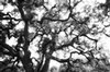 Oak tree in afternoon sun (#2, black and white, horizontal), Sonoma County, California