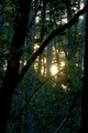 Sunset in darkening forest (#1), Annadel State Park, Sonoma County, California