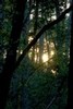 Sunset in darkening forest (#1), Annadel State Park, Sonoma County, California