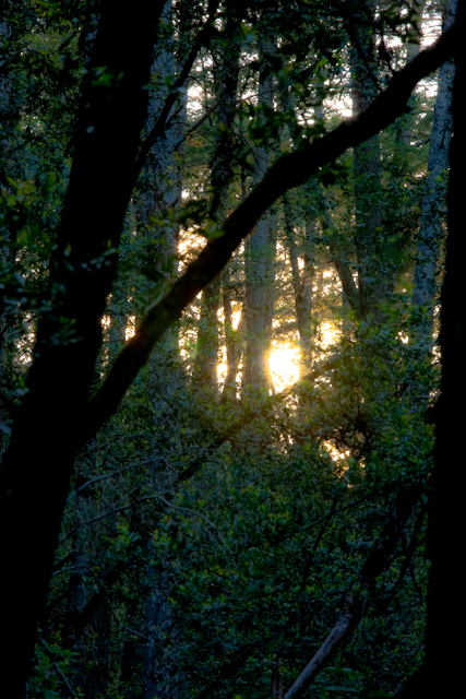 Sunset in darkening forest (#1), Annadel State Park, Sonoma County, California