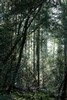 Sunset in darkening forest (#3), Annadel State Park, Sonoma County, California