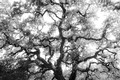 Oak tree in afternoon sun (#3, black and white, horizontal), Sonoma County, California