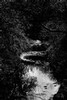 Arcade Creek (#1, black and white)...  Sacramento, California