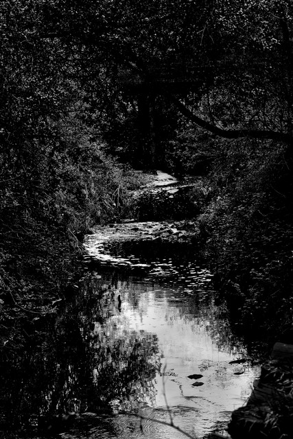 Arcade Creek (#1, black and white)...  Sacramento, California