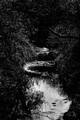 Arcade Creek (#1, black and white)...  Sacramento, California