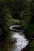 Arcade Creek (#2, color)...  Sacramento, California