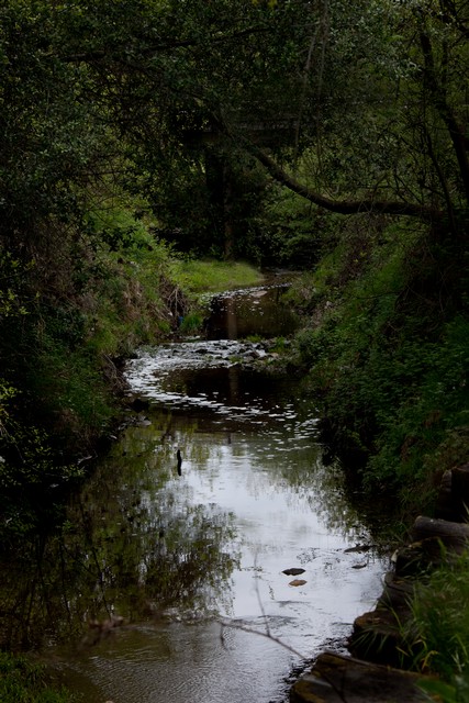 Arcade Creek (#2, color)...  Sacramento, California