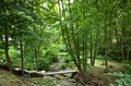 Creek and footbridge in trees, Camden, Maine