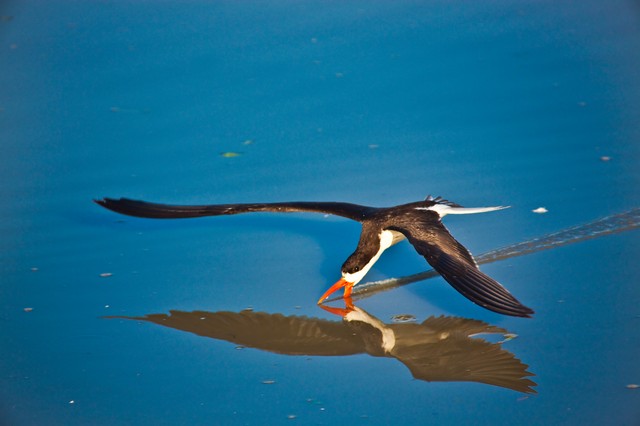 Black Skimmer fishing on Zambesi River, near Imbabala Camp, Zimbabwe