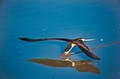 Black Skimmer fishing on Zambesi River, near Imbabala Camp, Zimbabwe