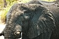 Elephant, Chobe River (color), Botswana, Africa