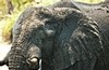 Elephant, Chobe River (color), Botswana, Africa