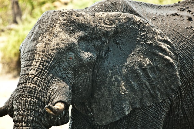 Elephant, Chobe River (color), Botswana, Africa