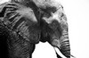 Elephant, Chobe River (black and white), Botswana, Africa