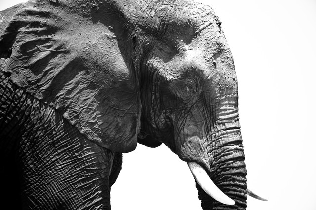 Elephant, Chobe River (black and white), Botswana, Africa
