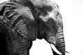 Elephant, Chobe River (black and white), Botswana, Africa