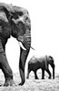 Two elephants, Chobe River (black and white, #1), Botswana, Africa