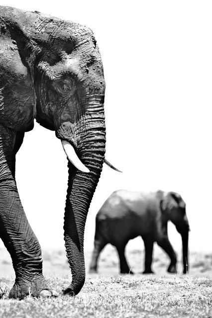 Two elephants, Chobe River (black and white, #1), Botswana, Africa