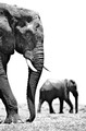 Two elephants, Chobe River (black and white, #1), Botswana, Africa