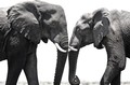 Two elephants, Chobe River (black and white, #2), Botswana, Africa