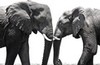 Two elephants, Chobe River (black and white, #2), Botswana, Africa